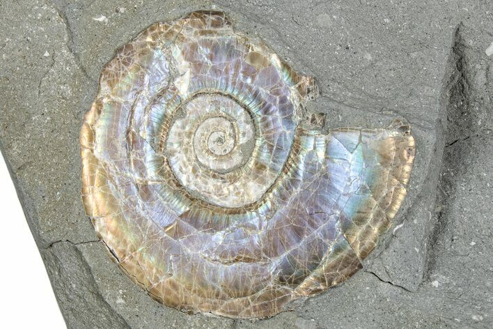 Iridescent Ammonite (Psiloceras) Fossil - England #350954